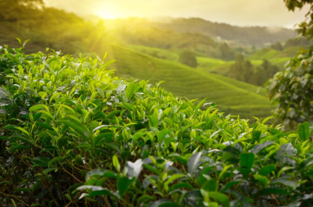 Wenshan Tea Studies Journey: Digital Practices in Industrial Humanities